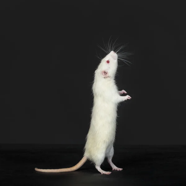 Kuriose weiße Hausratte — Stockfoto