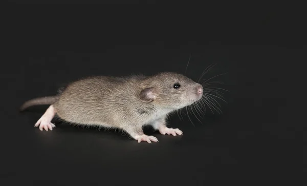 非常年轻的家鼠 — 图库照片