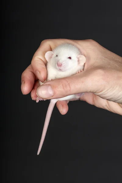Mały szczur — Zdjęcie stockowe