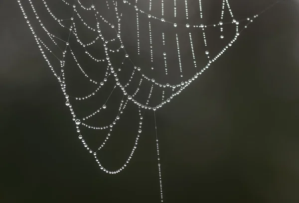 Vatten halsband — Stockfoto