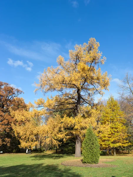 Alerce de otoño —  Fotos de Stock