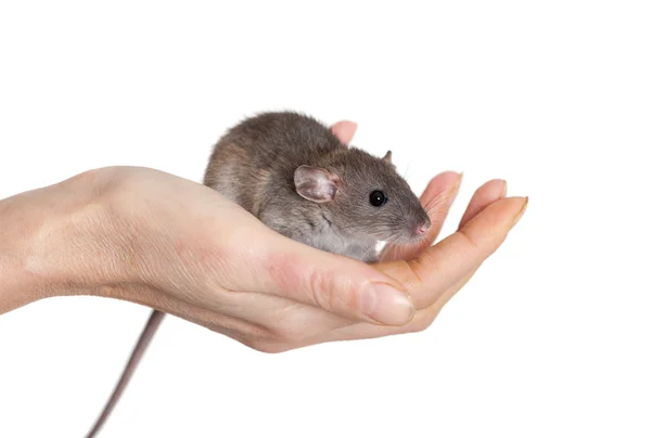 Kleine Babyratte — Stockfoto