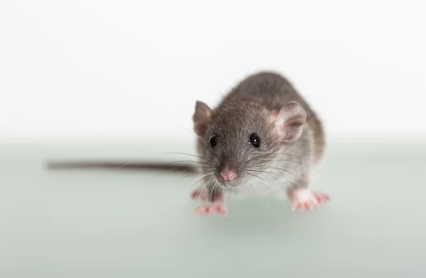 Kis baba patkány — Stock Fotó