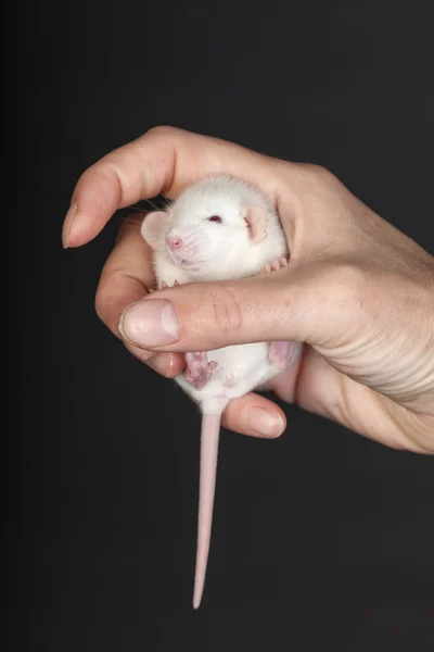 Ratinho bebé branco — Fotografia de Stock