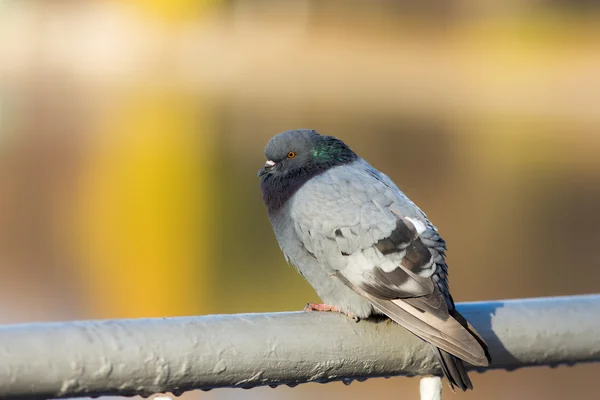 Gray pigeon — Stock Photo, Image
