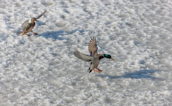 鸭子在冰面上着陆 — 图库照片