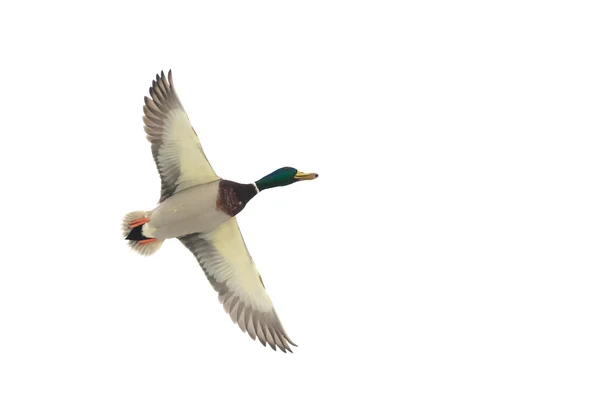 飞翔的野鸭 — 图库照片