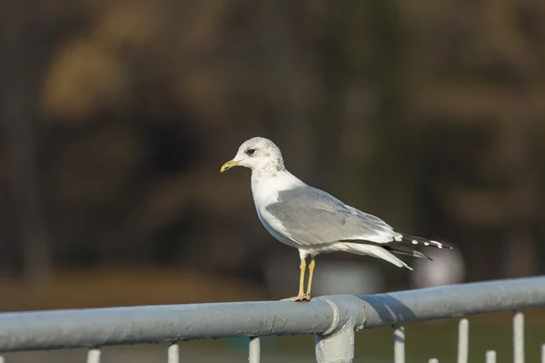 Seagull on a handrail — Stock Photo, Image