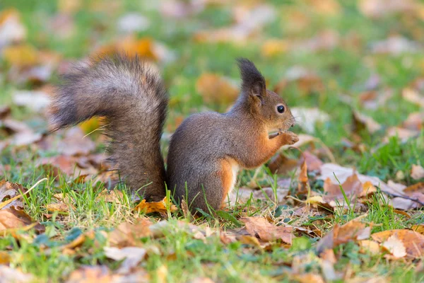 Squirrel closeup — Stock Photo, Image