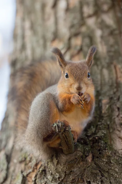 Écureuil sur une branche d'arbre — Photo