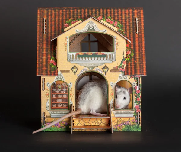 Rat in the dollhouse — Stock Photo, Image