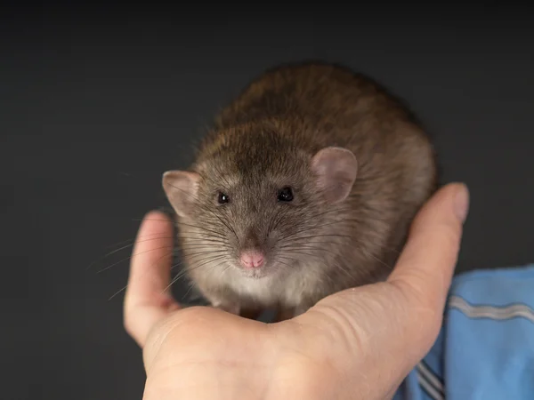 Ratte in menschlicher Hand — Stockfoto