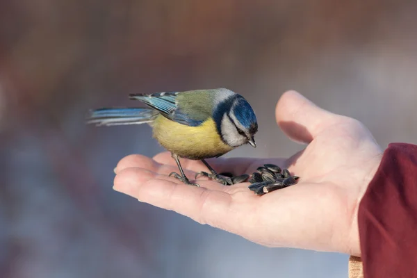 Bluetit en la palma — Foto de Stock