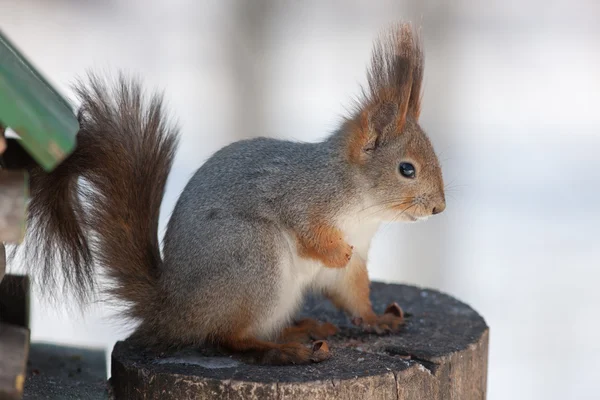 Eichhörnchen auf einem Baumstumpf — Stockfoto