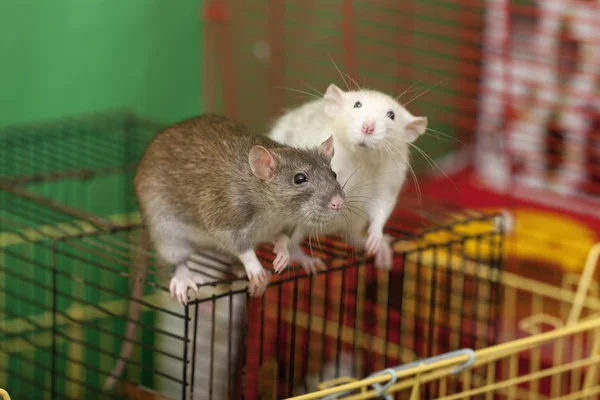 Zwei Ratten — Stockfoto