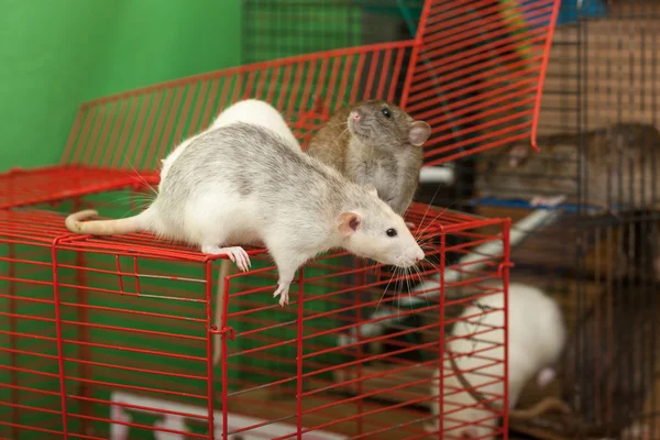 Rats on walk — Stock Photo, Image