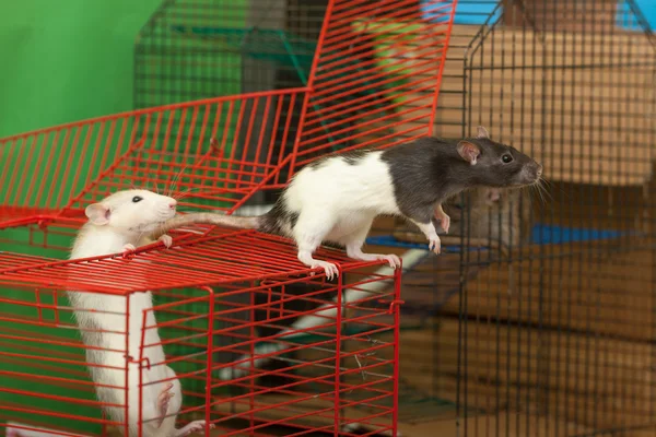 Domestic rats — Stock Photo, Image
