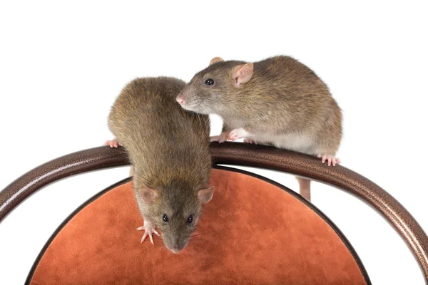 Two domestic rat — Stock Photo, Image