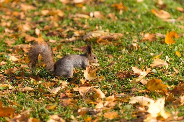 Eichhörnchen im Gras — Stockfoto