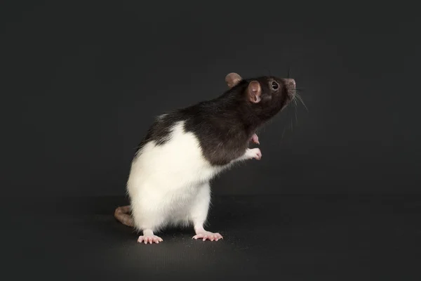 Portrait of domestic rat — Stock Photo, Image