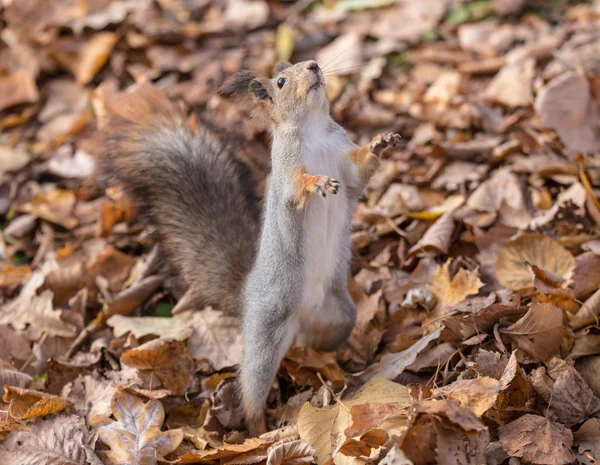 Eichhörnchen auf Hinterbeinen — Stockfoto