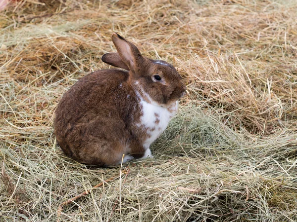 Potret kelinci di atas jerami — Stok Foto
