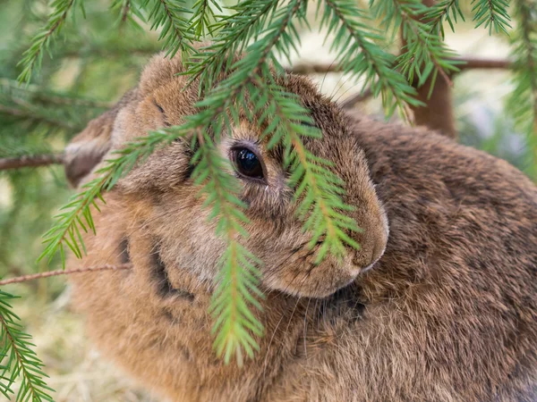 Coniglio sotto l'albero — Foto Stock