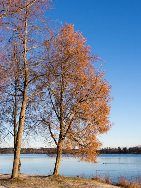 Laatste bladeren — Stockfoto