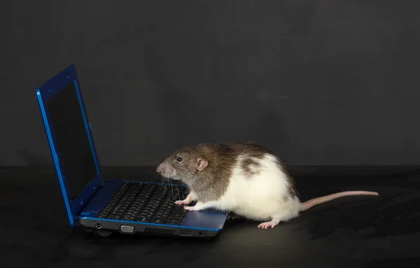 Domestic rat with a laptop — Stock Photo, Image