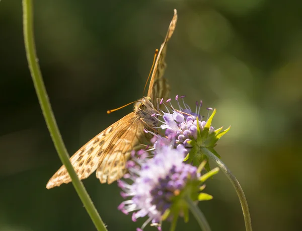 Gele vlinder — Stockfoto