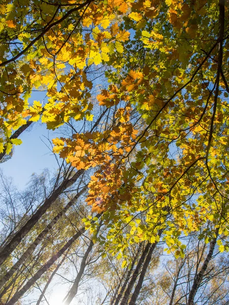 단풍 잎 — 스톡 사진