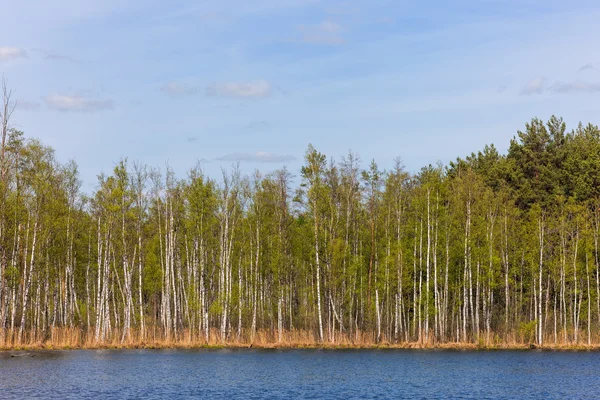 Lesní jezero — Stock fotografie