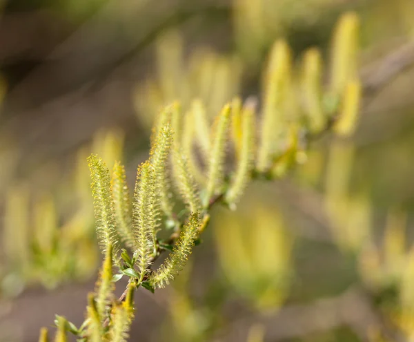 Yellow spring — Stock Photo, Image