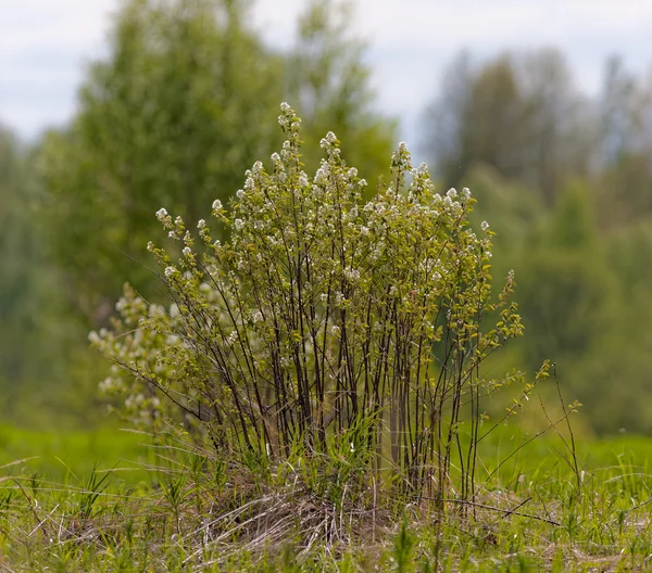 Flowering shrub — Stock Photo, Image