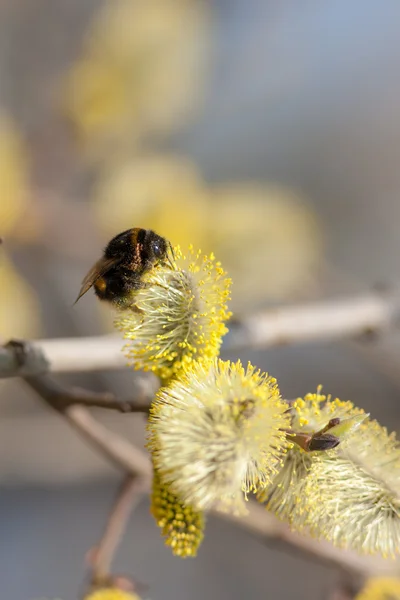 Néctar de primavera — Fotografia de Stock