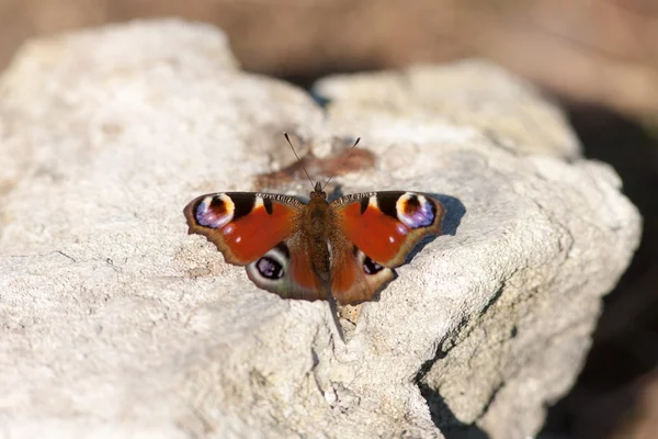 Бабочка на скале — стоковое фото