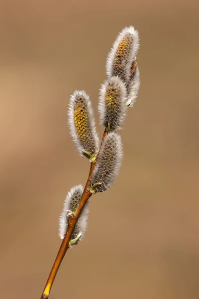 Branche de printemps gros plan — Photo