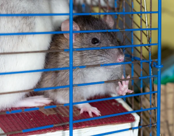 Rat in a cage — Stock Photo, Image