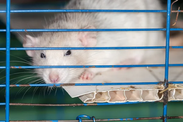 Domestic rat — Stock Photo, Image