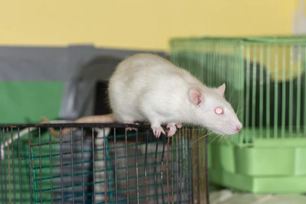 White domestic rat — Stock Photo, Image