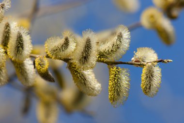 Bahar söğüt dalları