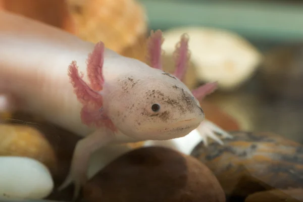 Axolotl κινηματογράφηση σε πρώτο πλάνο — Φωτογραφία Αρχείου