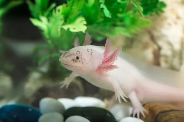 Axolotl en acuario Imágenes de stock libres de derechos