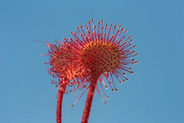 Sundew portre — Stok fotoğraf