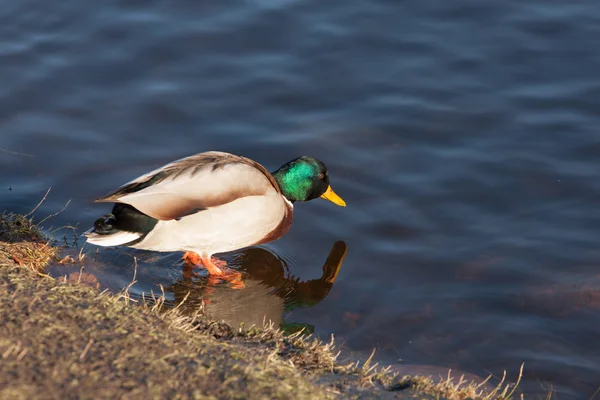 Eend wandelingen in het water — Stockfoto