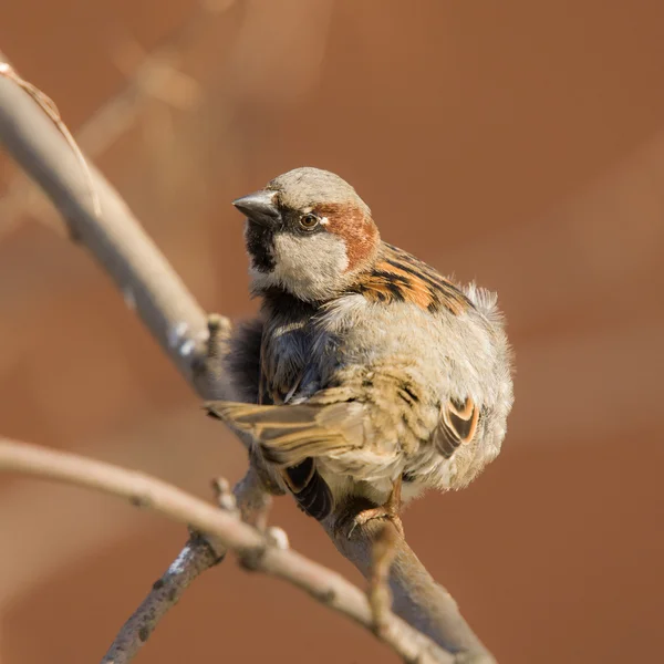 Sparrow on a tree branch — Stock Photo, Image