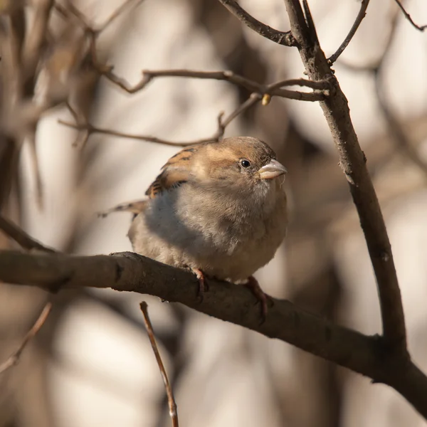 Portrait of a sparrow — Stock Photo, Image