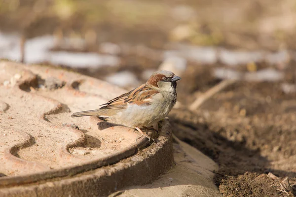 Sparrow — Stock Photo, Image