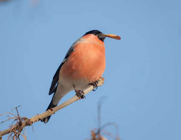 Portrait of a bullfinch — Stock Photo, Image