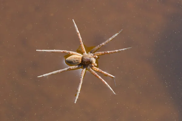 Vatten spindeln — Stockfoto